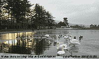 Water birds on the freezing lake in Llanfairfechan: Photo (c) Gordon Perkins.