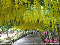 The recently restored Laburnum Arch at Bodnant Garden.