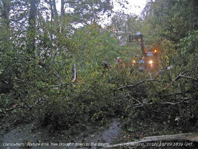 During the storm a fallen lime tree blocked the driveway at Gadlys, Llansadwrn.