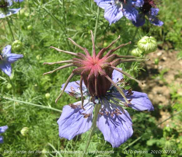 Jardin des Plantes, Paris. Nigella hispanica L. 