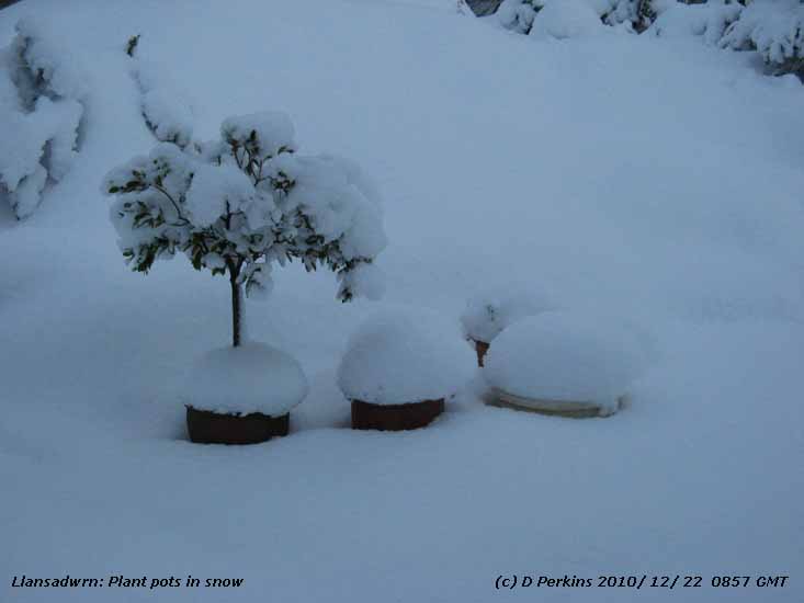 Plant pots covered with snow take on an unfamiliar form.