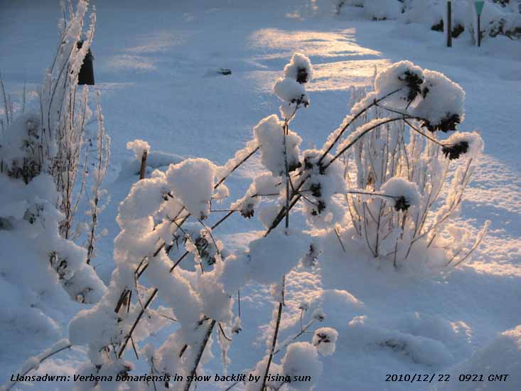 Snow on backlit Verbena bonariensis: Note almost covered rain gauge on right of tall autographic gauge.