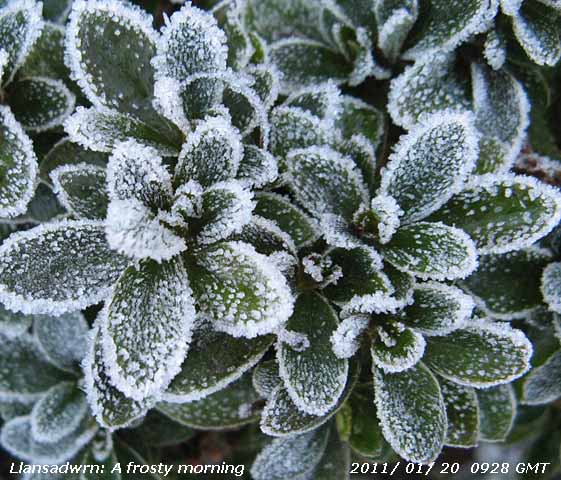 Frost on Azalea leaves in the garden.