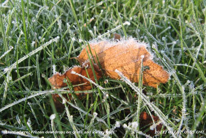 Frozen dew drops and ice crystals on fallen leaf.