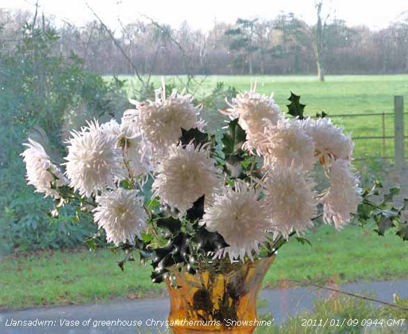 Snowshine greenhouse Chrysanthemums, but no snow.