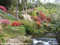 Tranquil River Hiraethlyn and flowering rhodendrons.