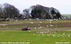 Effluent spreading on farmland attracting seagulls.