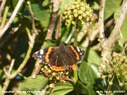 Red admiral butterfly on flowering ivy.