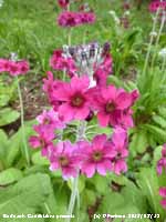 Fine cerise Primula candelabra growing in The Dell at Bodnant.