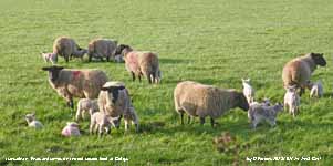 Ewes and lambs just put out on to grass. 