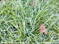 Frost and frozen dewdrops on grass.