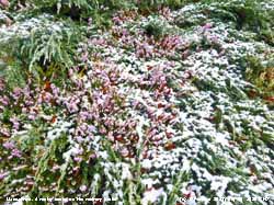 Wintry scene on the rockery banks as Erica flowers.