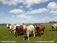 Welsh poppies and cowslips flowering in the garden.