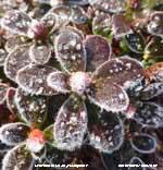 Various ice crystals on vegetation in the garden.