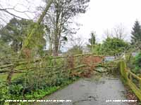 Fallen tree on Gadlys Drive the result of Storm Doris.