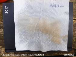 Sample of Saharan dust collected wet  at 1830 GMT.