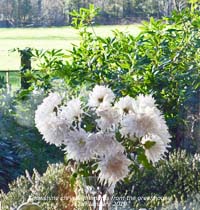 Vase of late flowering Snowshine chrysanthemums from the greenhouse.