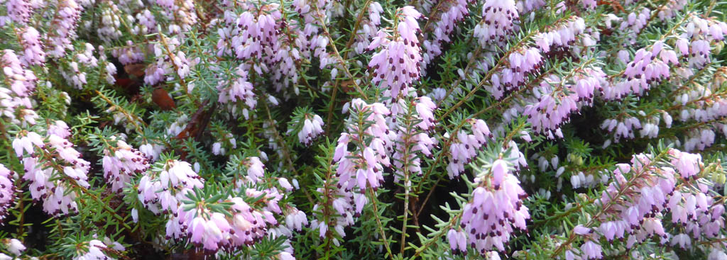 This pink flowering heather Erica ssp has been flowering in the garden since Christmas 2019.
