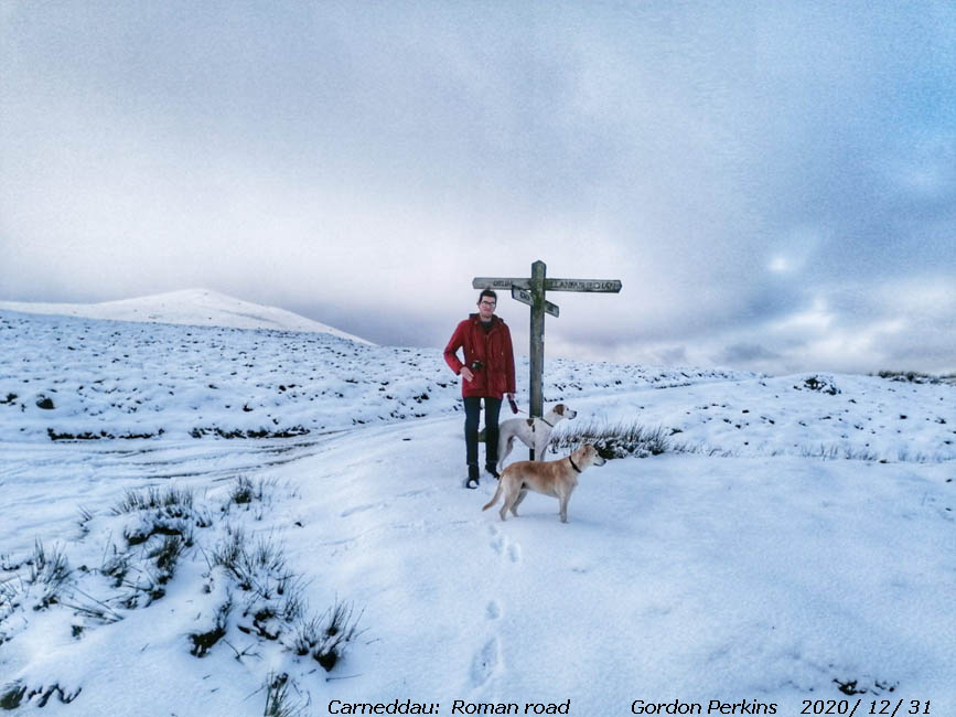 Walking the dogs on Carneddau between Llanfairfechan and Drum.