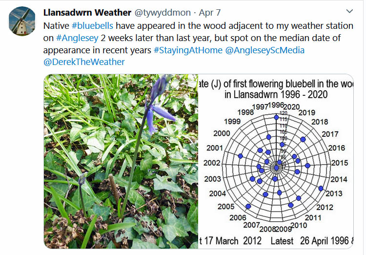 Tweet about te first bluebell of the season ..