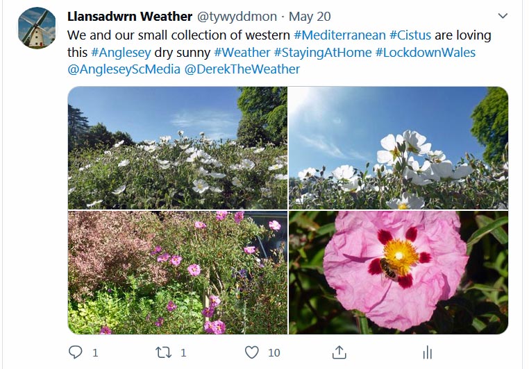 Tweet about our garden Mediterranean Cistus collection ...
