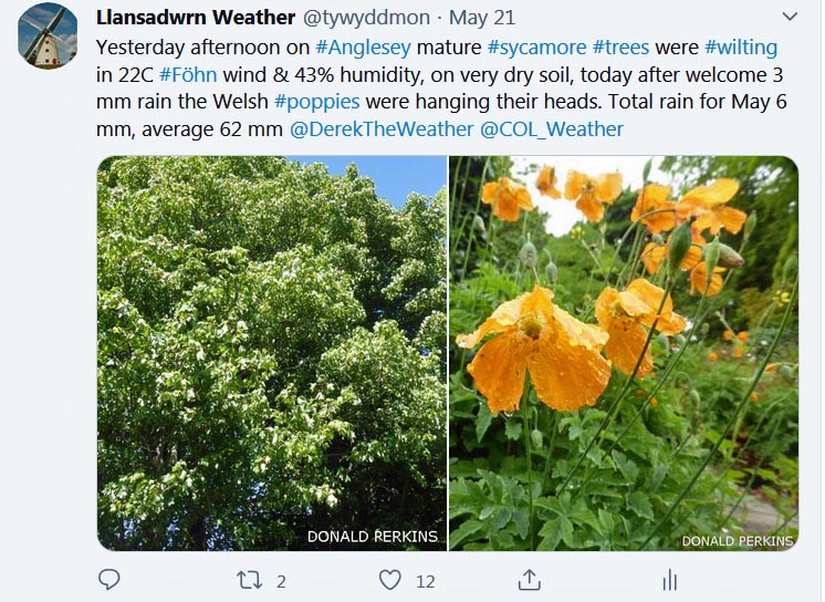 Tweet about wilting sycamore trees and the drop of rain ...