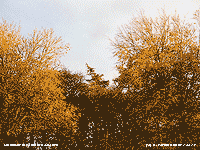 Well developed autumn colours on horse-chestnut and beech.