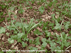Amongst ivy bluebell leaves 15 cm tall in the wood.