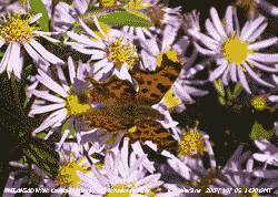 Comma butterfly on Michaelmas daisy in the garden.