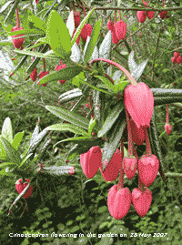 Red lanterns of Crinodendron flowering in the garden.