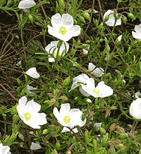 Halimiocistus - A French rock-rose in the garden.