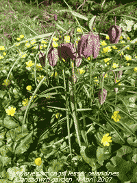 Fritillaries flowering in the garden.
