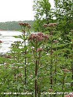 Hemp agrimony growing along the banks of Afon Menai.