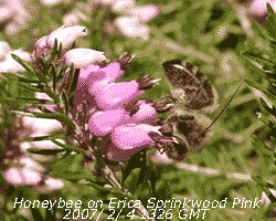 Honeybee feeding on flowering Erica in February 2007.