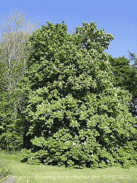 Horse-chestnut in full flower, ash to left no leaves.