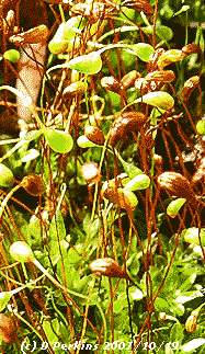 Moss with abundant fruiting bodies. Mag x10.