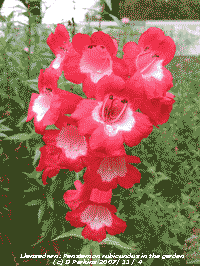 Penstemon rubicundus flowering in the garden.