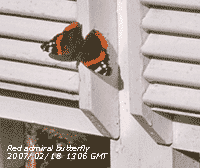 Red admiral brought out of hibernation on sunny day as temperature rises to 12.6C.