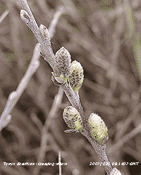 Creeping willow flowers opening at Tywyn Aberffaw.