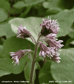 Winter heliotrope in flower on roadside in Llansadwrn.