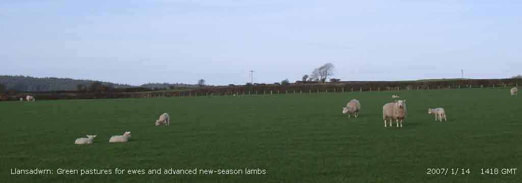 Plenty of green grass for ewes and lambs in Llansadwrn on sunny afternoon.