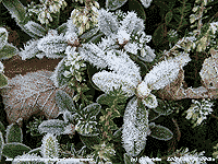 Ice crystals formed on leaves in the garden.