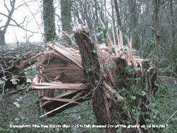 Pine tree sheared by high gust during the big storm.
