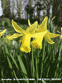 Daffodils out in time for St. David's Day.